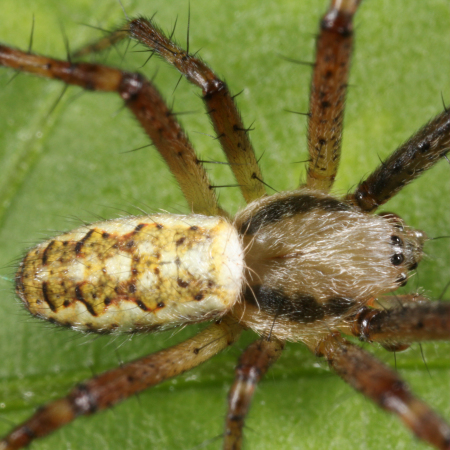 Argiope bruennichi