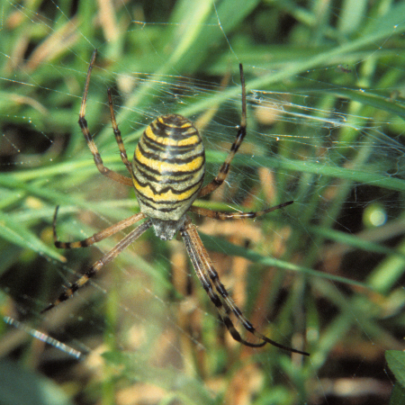 Argiope bruennichi