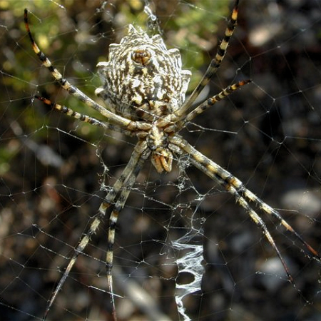 Argiope lobata