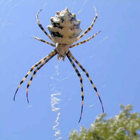 Argiope lobata