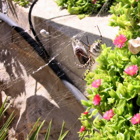 Argiope lobata
