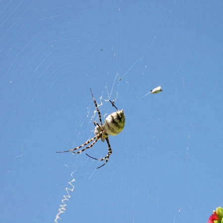 Argiope lobata