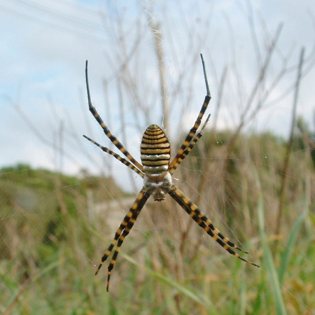 Argiope trifasciata