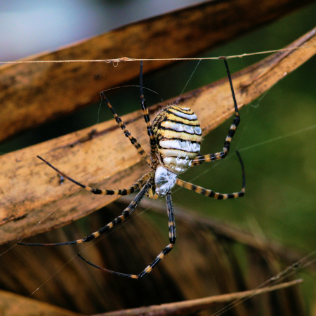 Argiope trifasciata