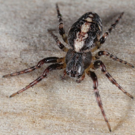 Cercidia prominens
