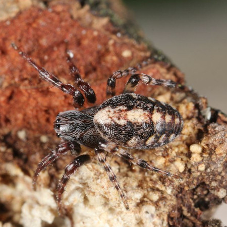 Cercidia prominens