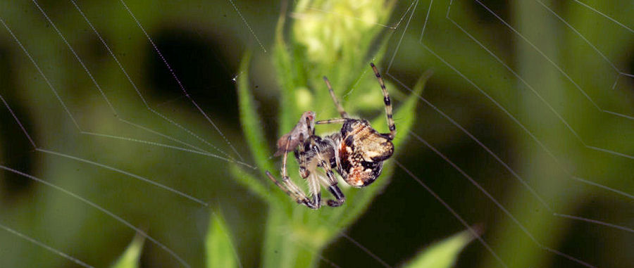 Cyclosa conica with a prey