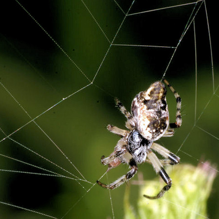 Cyclosa conica