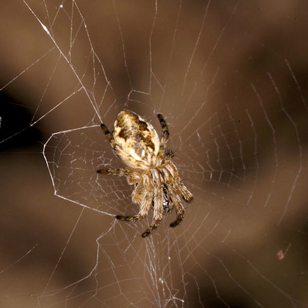 Cyclosa conica