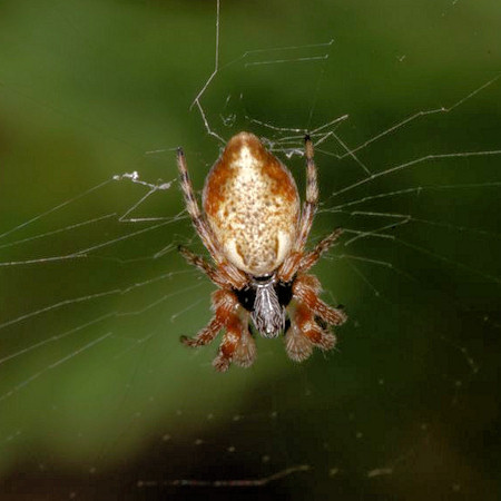 Cyclosa conica