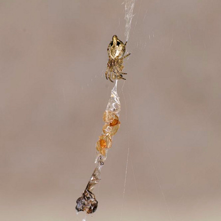 Cyclosa conica