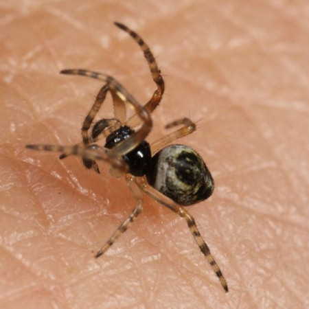 Cyclosa conica