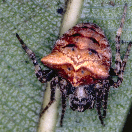 Gibbaranea bituberculata