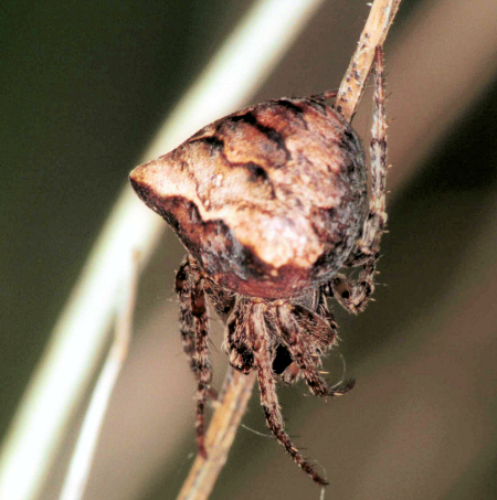 Gibbaranea bituberculata