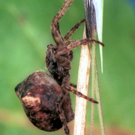 Gibbaranea gibossa
