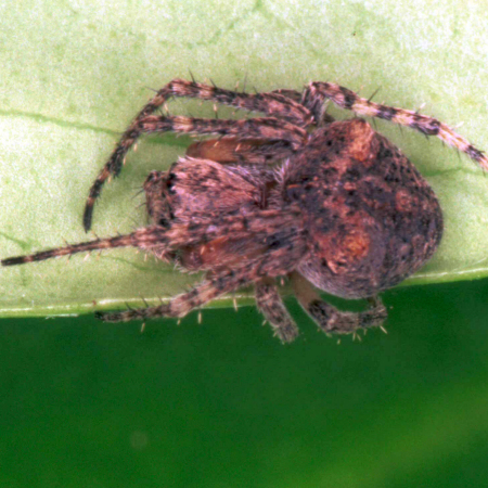 Gibbaranea gibossa