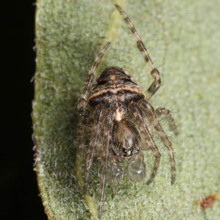 Gibbaranea omoeda