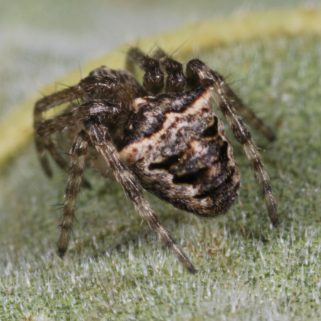 Gibbaranea omoeda
