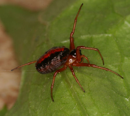 Hypsosinga heri