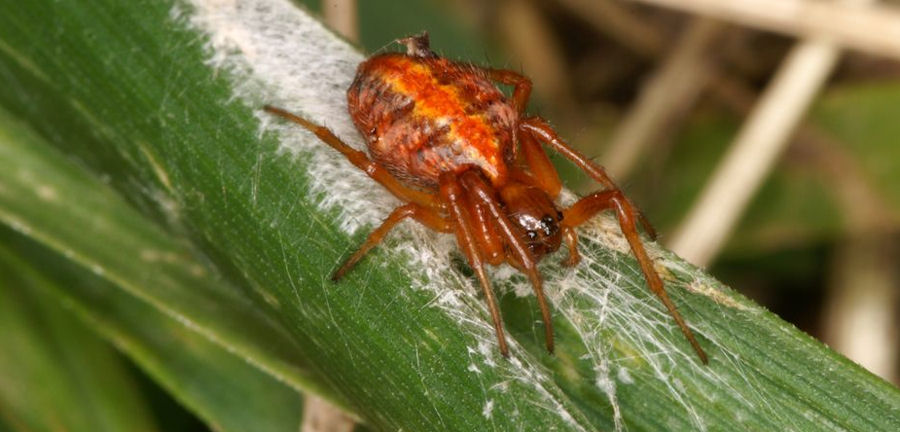 Hypsosinga heri