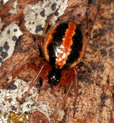 Hypsosinga heri