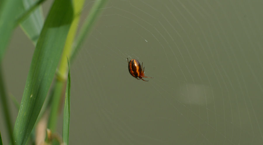 Hypsosinga heri