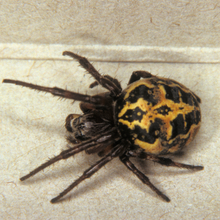 Larinioides cornutus