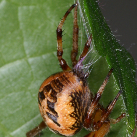 Larinioides cornutus