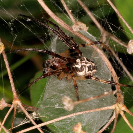 Larinioides cornutus