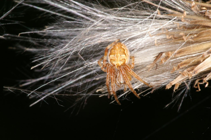 Larinioides cornutus