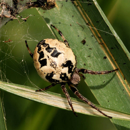 Larinioides cornutus