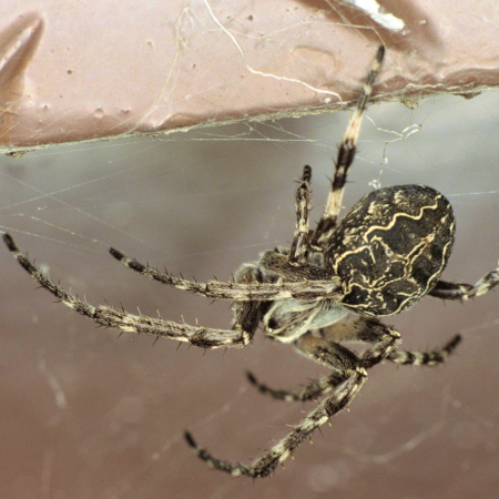 Larinioides sclopetarius