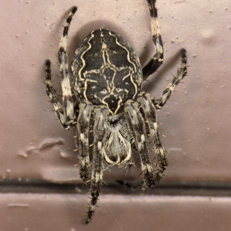 Larinioides sclopetarius