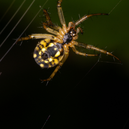 Mangora acalypha