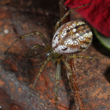 Mangora acalypha