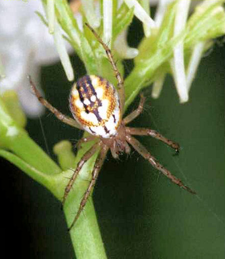 Mangora acalypha