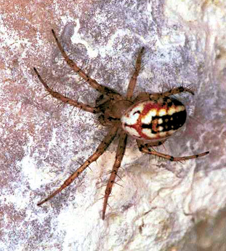 Mangora acalypha