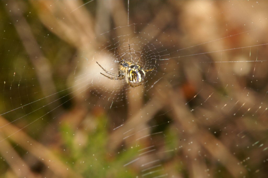 Mangora acalypha