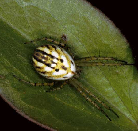 Mangora acalypha