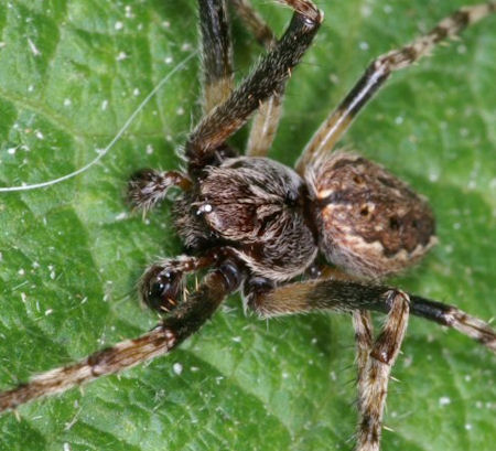 Nuctenea umbratica