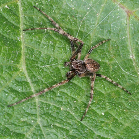 Nuctenea umbratica