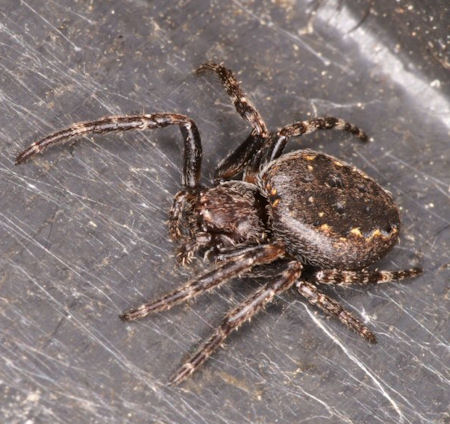 Nuctenea umbratica