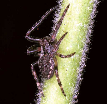 Nuctenea umbratica