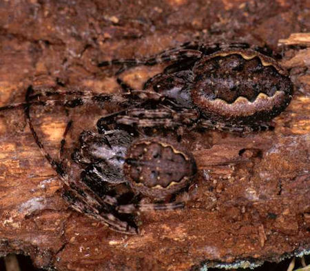 Nuctenea umbratica