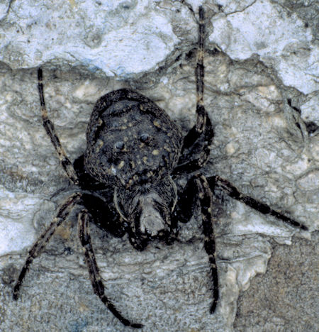 Nuctenea umbratica