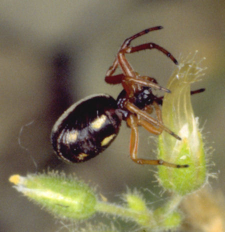 Singa hamata