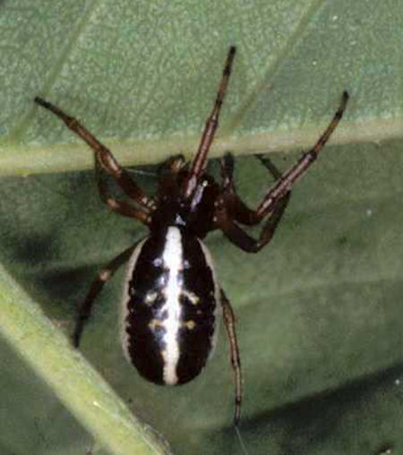 Singa nitidula