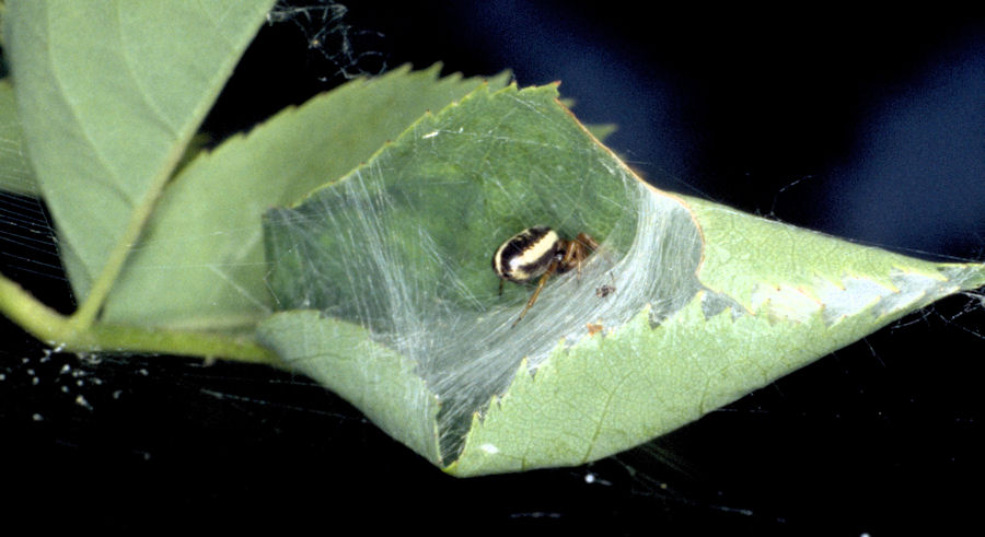 Singa nitidula