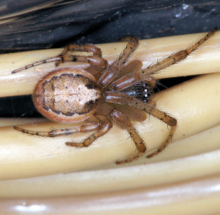 Zygiella atrica