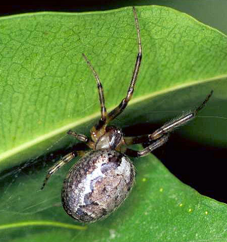Zygiella X-notata